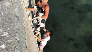 Illustration : 2 hommes sauvent un chien de la noyade pris dans la marée 