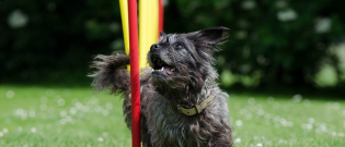 Illustration : "5 astuces pour que votre chien soit heureux dans le jardin"