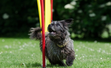 Illustration : "5 astuces pour que votre chien soit heureux dans le jardin"