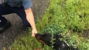 Illustration : Un policer attire un chien hors de l'autoroute grâce à un... ours en peluche !