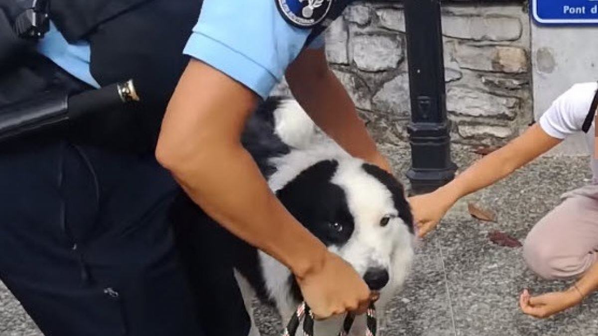 Illustration : "Les gendarmes sauvent un chien enfermé plusieurs heures dans un fourgon (vidéo)"