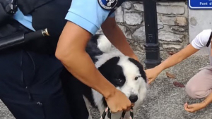 Illustration : Les gendarmes sauvent un chien enfermé plusieurs heures dans un fourgon (vidéo)