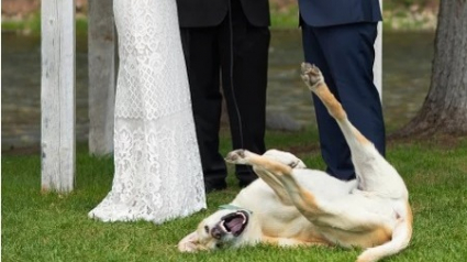 Illustration : Le photobombing d'un chien lors d'un mariage devient viral
