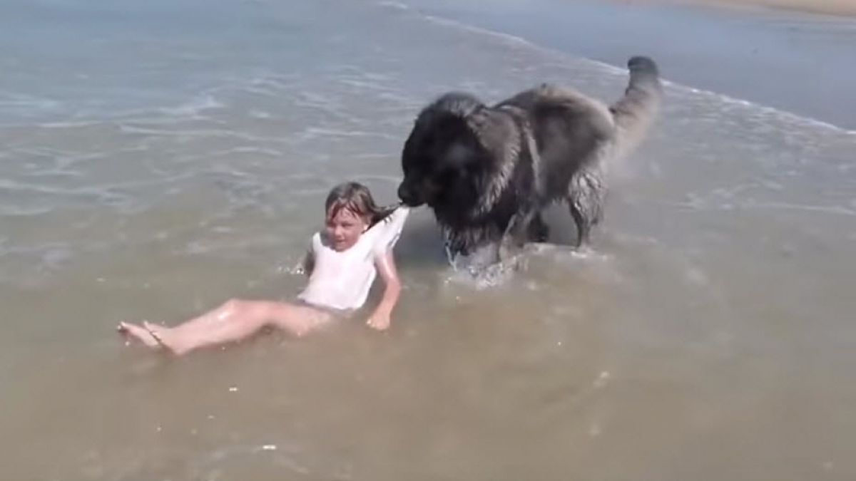 Illustration : "Une vidéo touchante montre un chien tirant sa jeune maîtresse hors de l'eau"