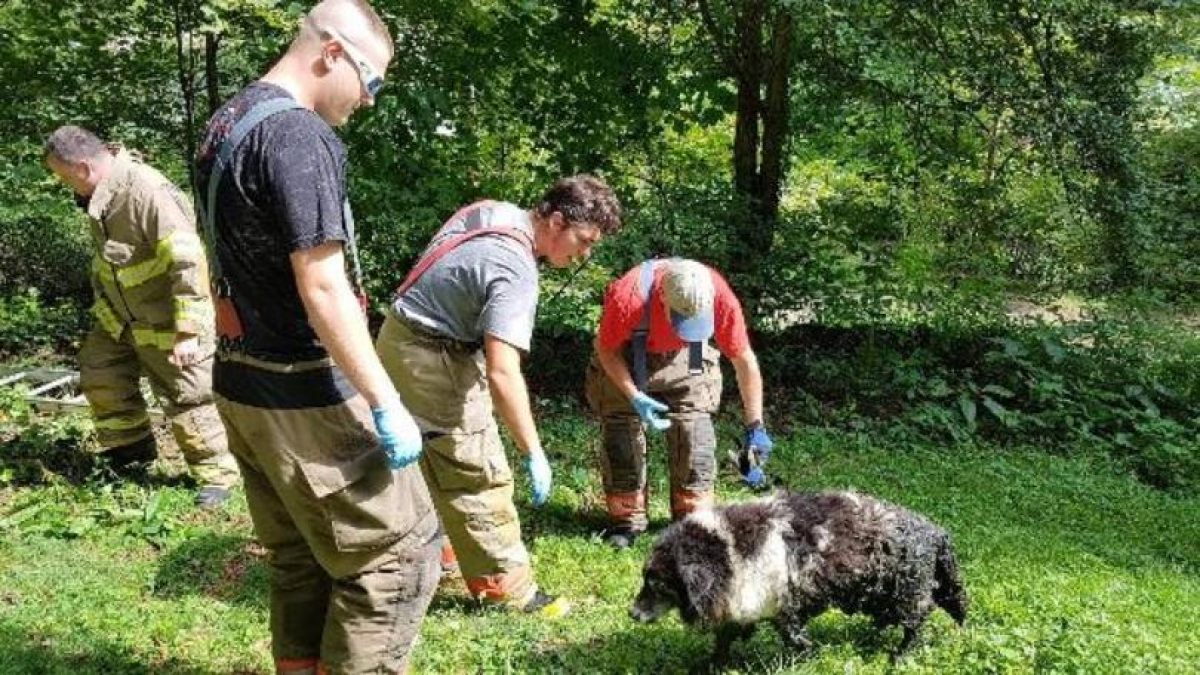 Illustration : "Un chien tombé dans une fosse septique, secouru par les pompiers"