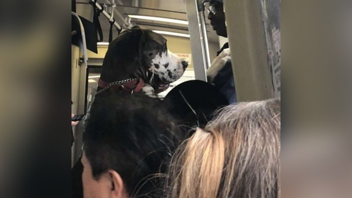 Illustration : "La photo d'un chien dressé sur ses pattes arrière dans un train fait le tour du web"