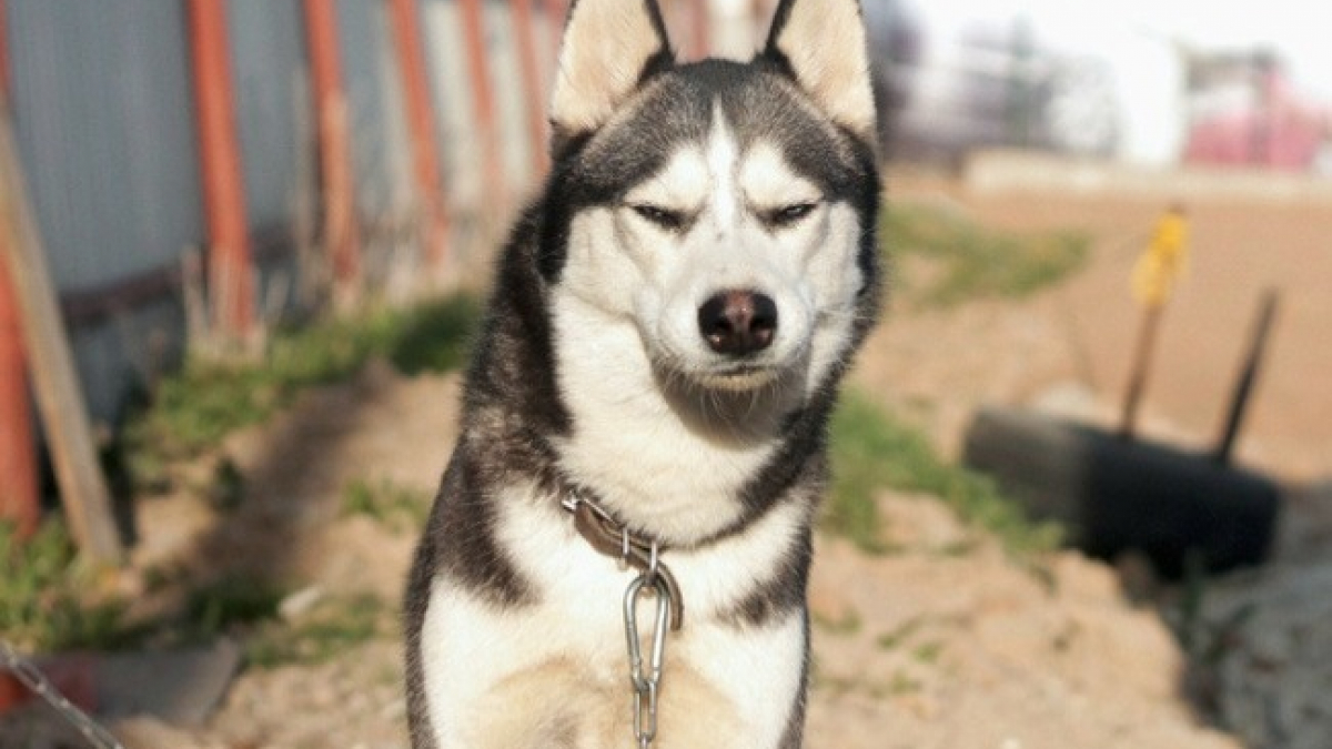 Illustration : "13 photos de chiens Husky que seuls leur propriétaire peuvent prendre"