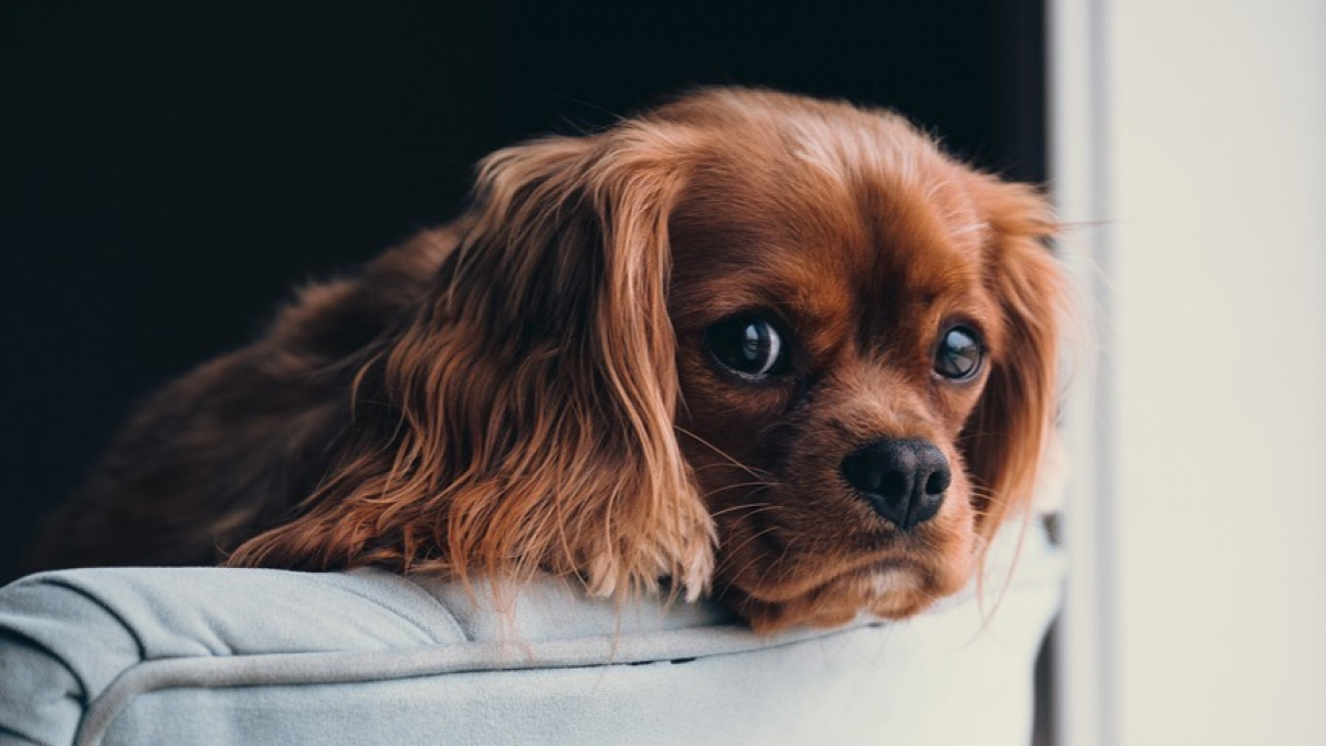 Illustration : "6 signes qui prouvent que votre chien est le véritable premier enfant de la famille !"