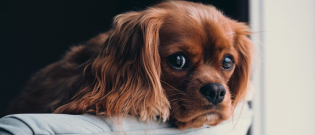 Illustration : "6 signes qui prouvent que votre chien est le véritable premier enfant de la famille !"