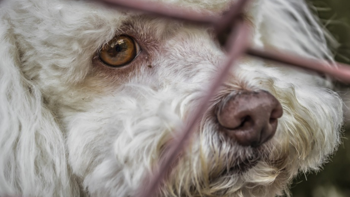 Illustration : "Peine de prison à l’encontre d'une éleveuse, coupable de maltraitance sur plus de 100 chiens et chats"