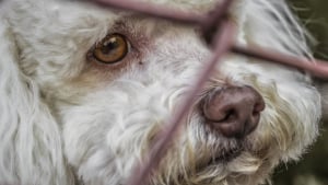 Illustration : Peine de prison à l’encontre d'une éleveuse, coupable de maltraitance sur plus de 100 chiens et chats