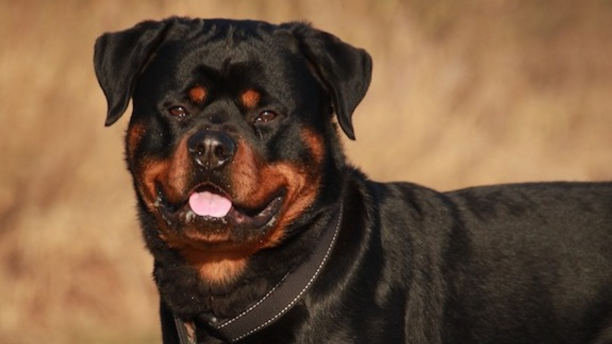 Illustration : "En protégeant son chien, une sexagénaire est mordue à l’avant bras par un rottweiler"