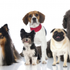 Illustration : 19 choses que vous ignoriez sur les diff&eacute;rentes cat&eacute;gories de chiens