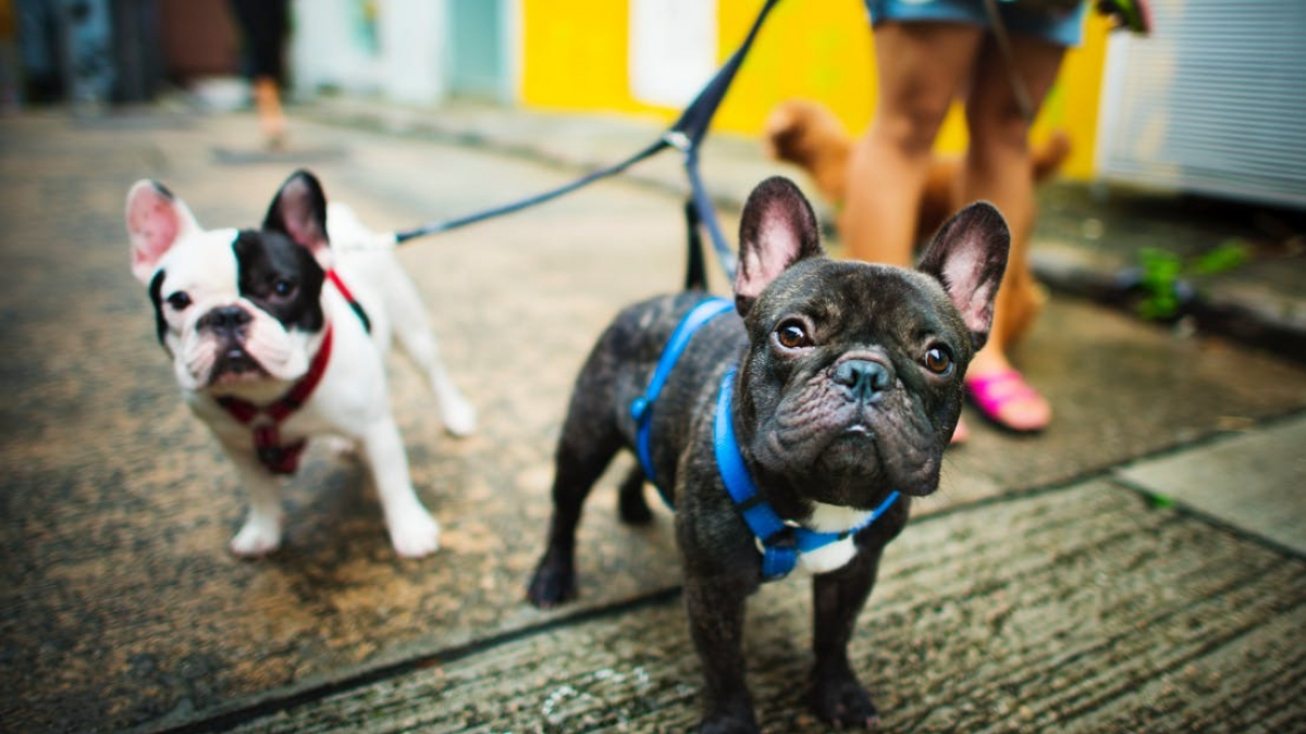 Illustration : "Collier, harnais... Quel accessoire choisir pour son chien ?"