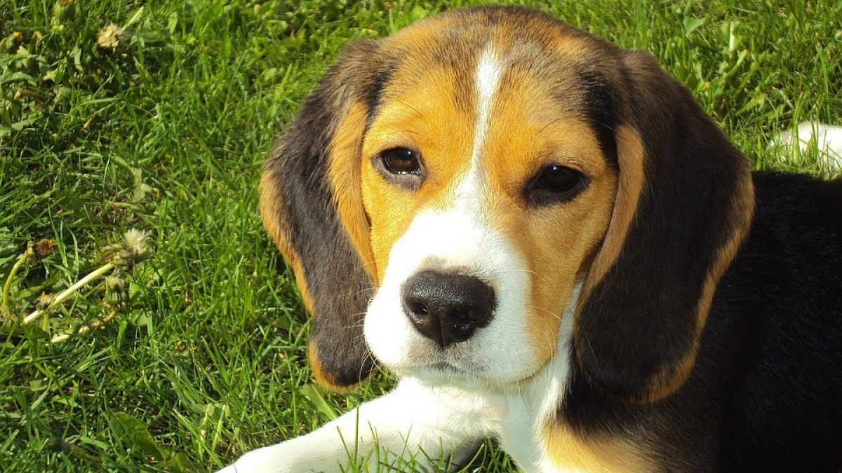 Illustration : "5 faits intéressants à connaître sur le Beagle"