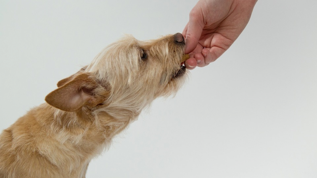 Illustration : "4 exercices pour stimuler votre chien pendant les repas"