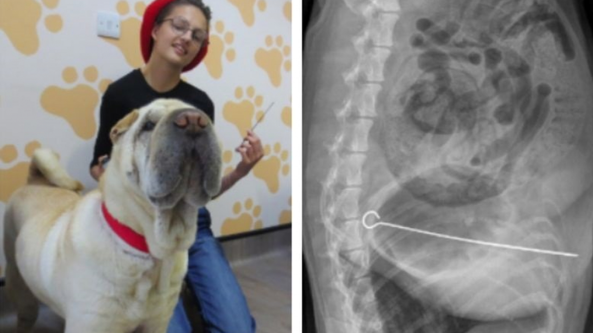 Illustration : "Un chien opéré avec succès après avoir avalé une brochette métallique"