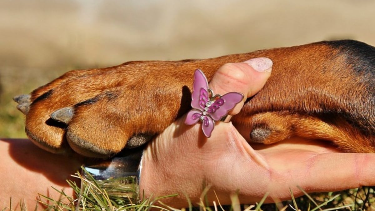 Illustration : "7 conseils pour faciliter l'entretien des griffes de votre chien"