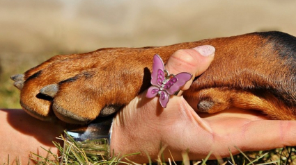 Illustration : 7 conseils pour faciliter l'entretien des griffes de votre chien