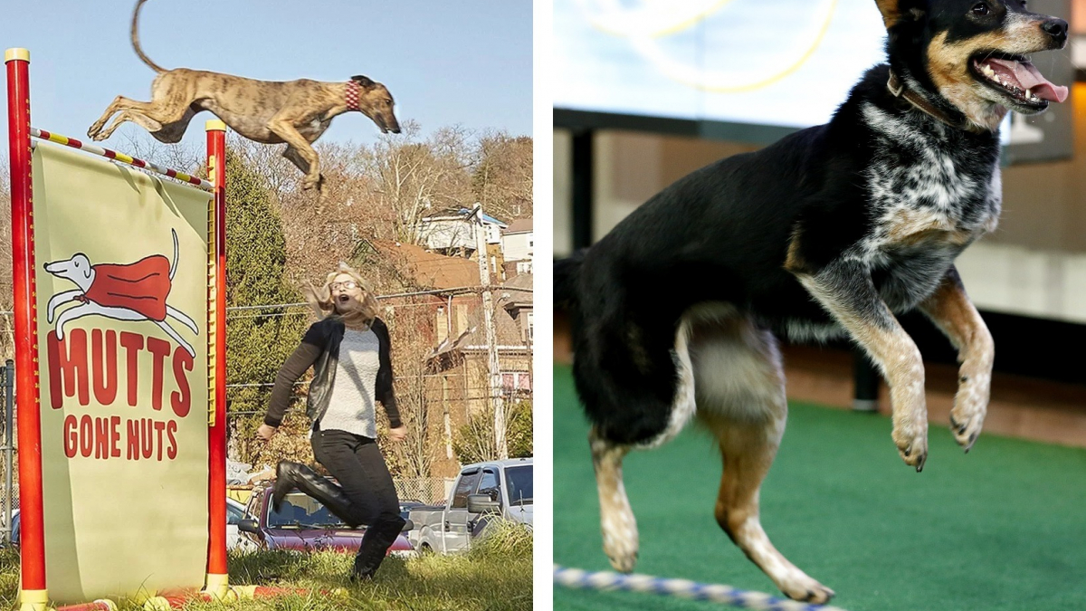 Illustration : "Ces chiens proviennent tous 2 de refuges, ont la même maîtresse et viennent de battre des records"