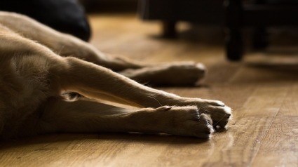 Illustration : Belgique : les propriétaires de chiens sont préoccupés par la montée du typhus canin