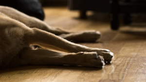 Illustration : Belgique : les propriétaires de chiens sont préoccupés par la montée du typhus canin