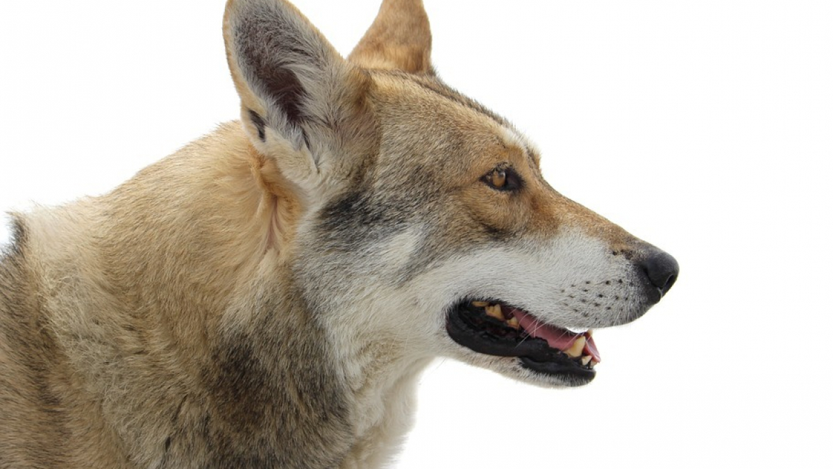 Illustration : "Un chien loup retrouvé sain et sauf 1 mois après sa disparition "