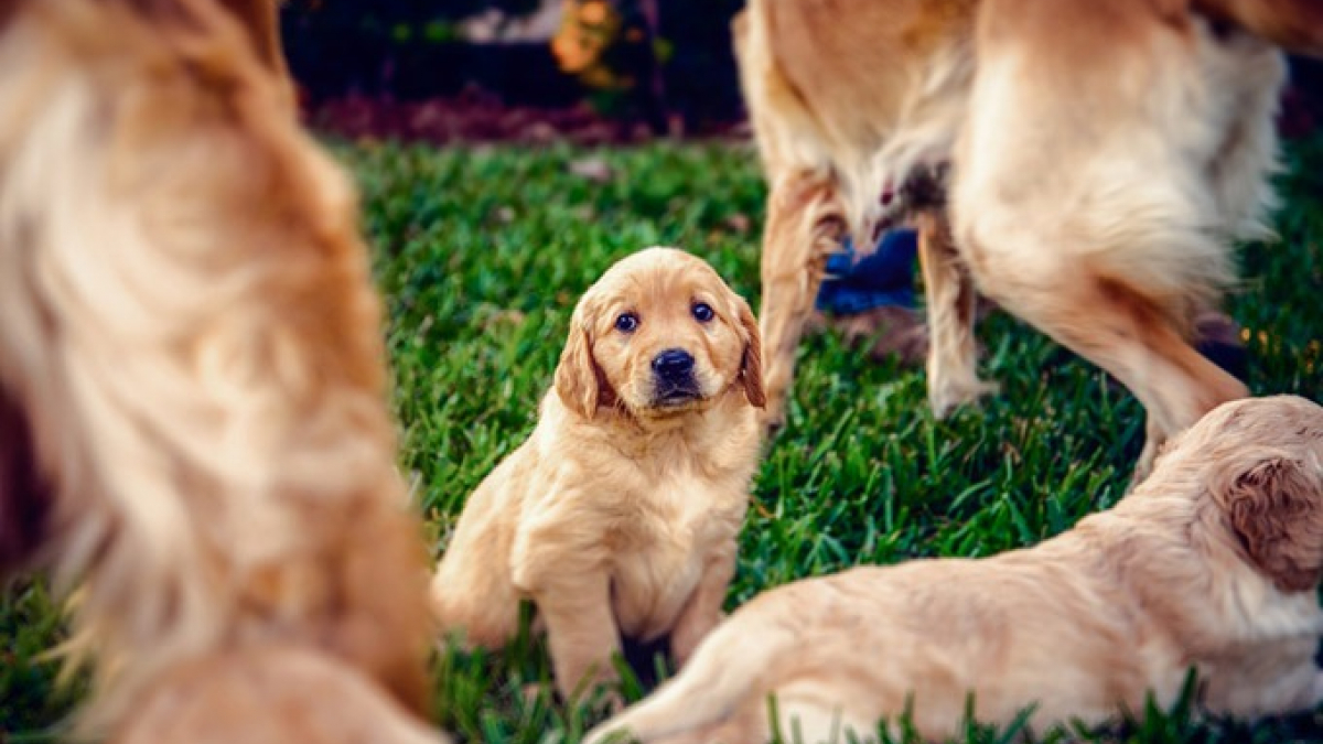 Illustration : "5 signes qui montrent que votre chien est stressé"