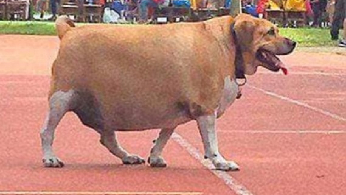 Illustration : "À Taïwan, on a interdit aux élèves d'une école de nourrir leur chien obèse"
