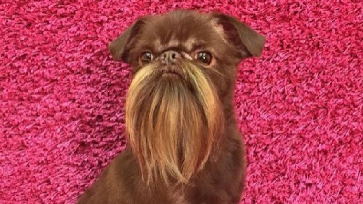 Illustration : "Ce petit chien à la barbe incroyablement longue est une star dans son quartier et sur Instagram"
