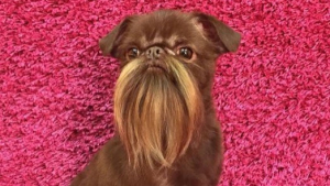 Illustration : Ce petit chien à la barbe incroyablement longue est une star dans son quartier et sur Instagram