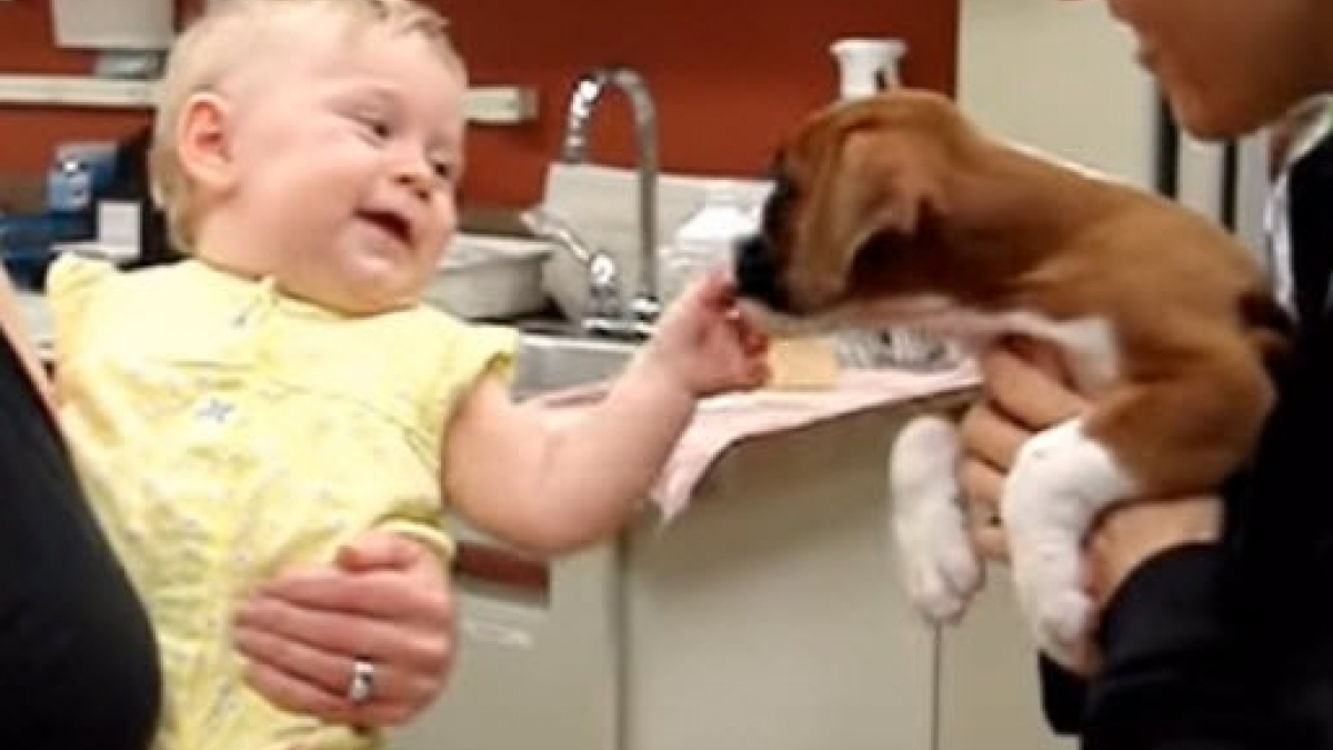 Illustration : "10 vidéos de chiens qui rencontrent pour la première fois un bébé humain"