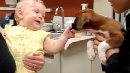 Illustration : 10 vidéos de chiens qui rencontrent pour la première fois un bébé humain