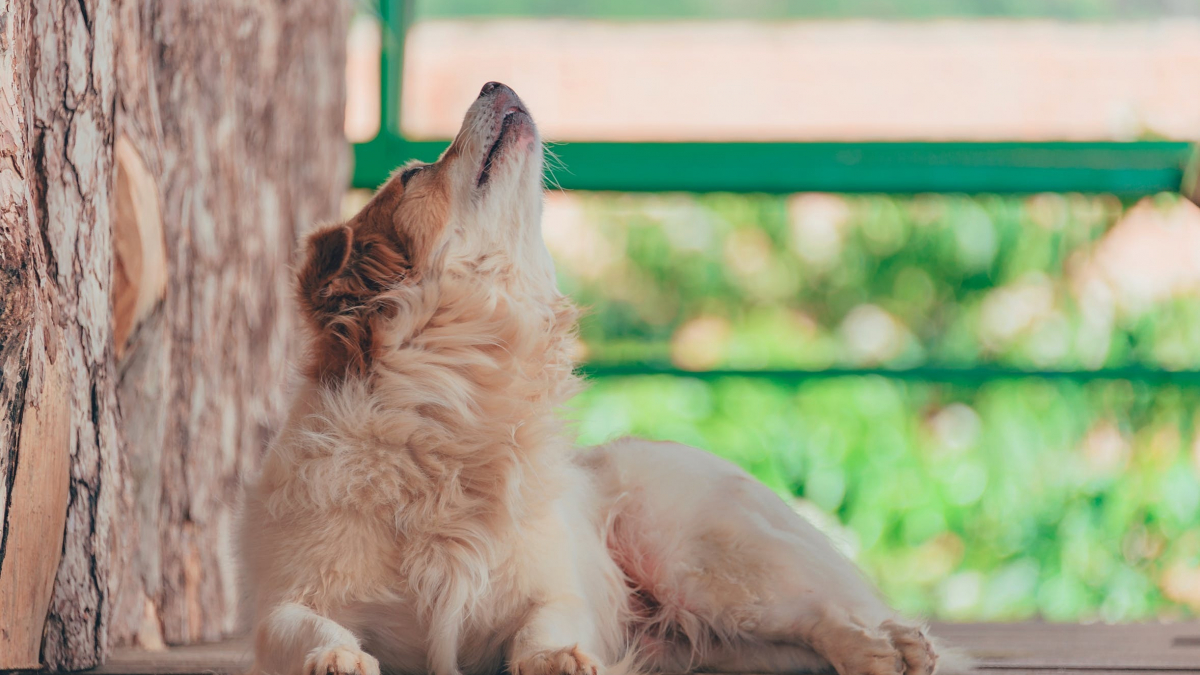 Illustration : "6 manières qu'a votre chien pour vous montrer qu'il a mal"