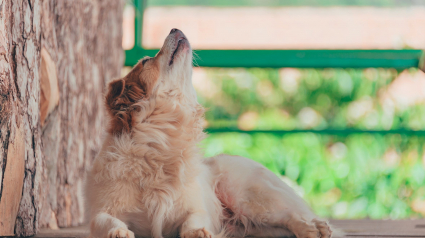 Illustration : 6 manières qu'a votre chien pour vous montrer qu'il a mal