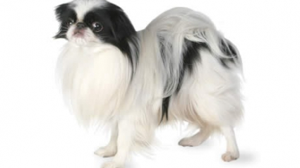 Illustration : 20 races de chiens adaptées à la vie en appartement