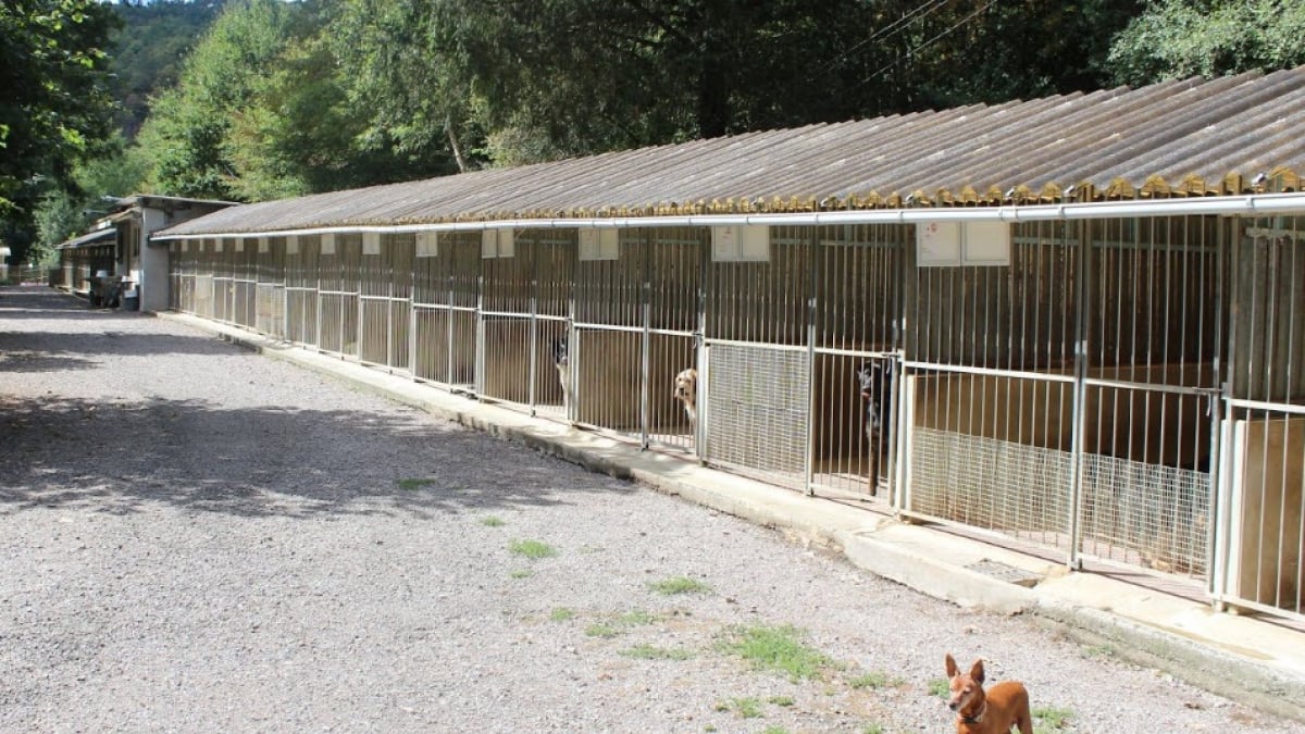 Illustration : "Ce refuge corrézien fait face, lui aussi, à un trop grand nombre d'abandons de chiens"