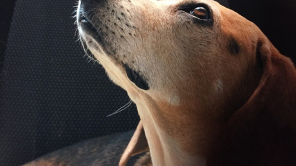 Illustration : 9 races de chiens considérées comme "bons" chiens de thérapie