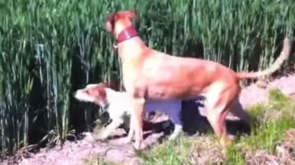 Illustration : Ce chien surexcité bondit dans un champ comme un kangourou (Vidéo)