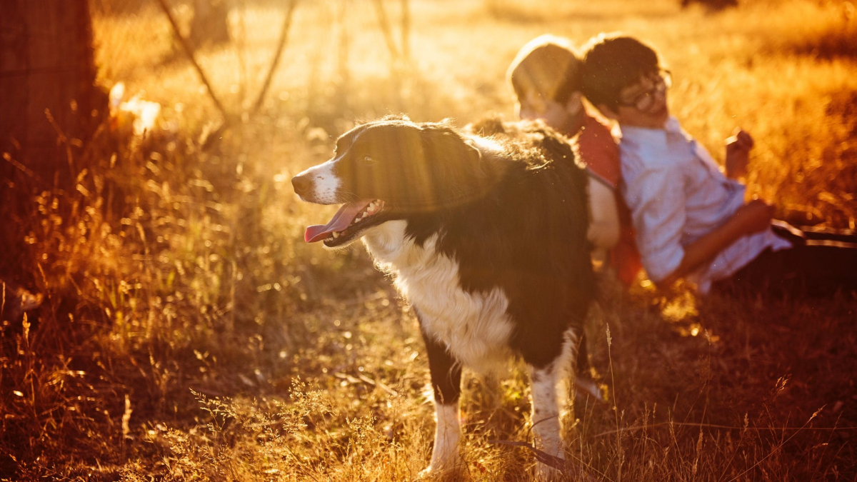 Illustration : "Avoir un chien quand on a un enfant autiste : brillante idée selon la science"
