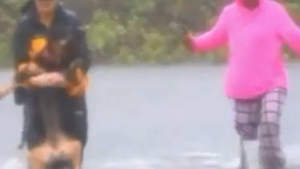 Illustration : Ouragan Florence : Une journaliste interrompt son direct pour aider à secourir un chien