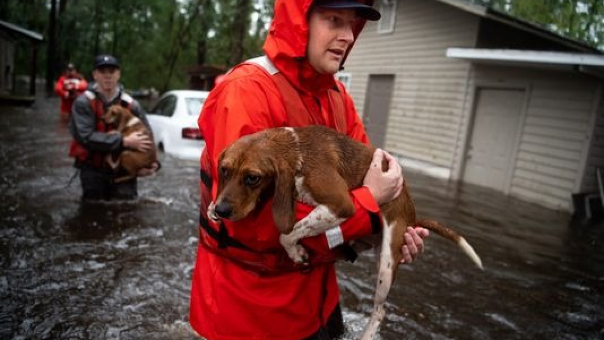 Illustration : "Des garde-côtes américains sauvent 10 chiens qui risquaient de se noyer dans leurs cages"