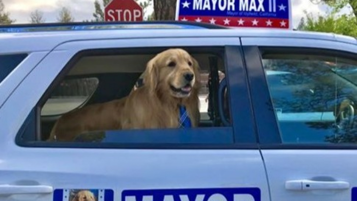Illustration : "Dans ce village de montagne américain, le maire est un chien !"