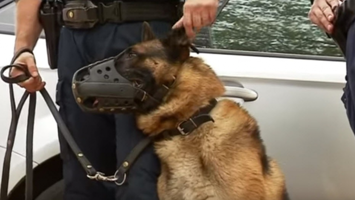 Illustration : "Le chien policier Iron entre en service au sein de la DDSP de la Vienne (Vidéo)"