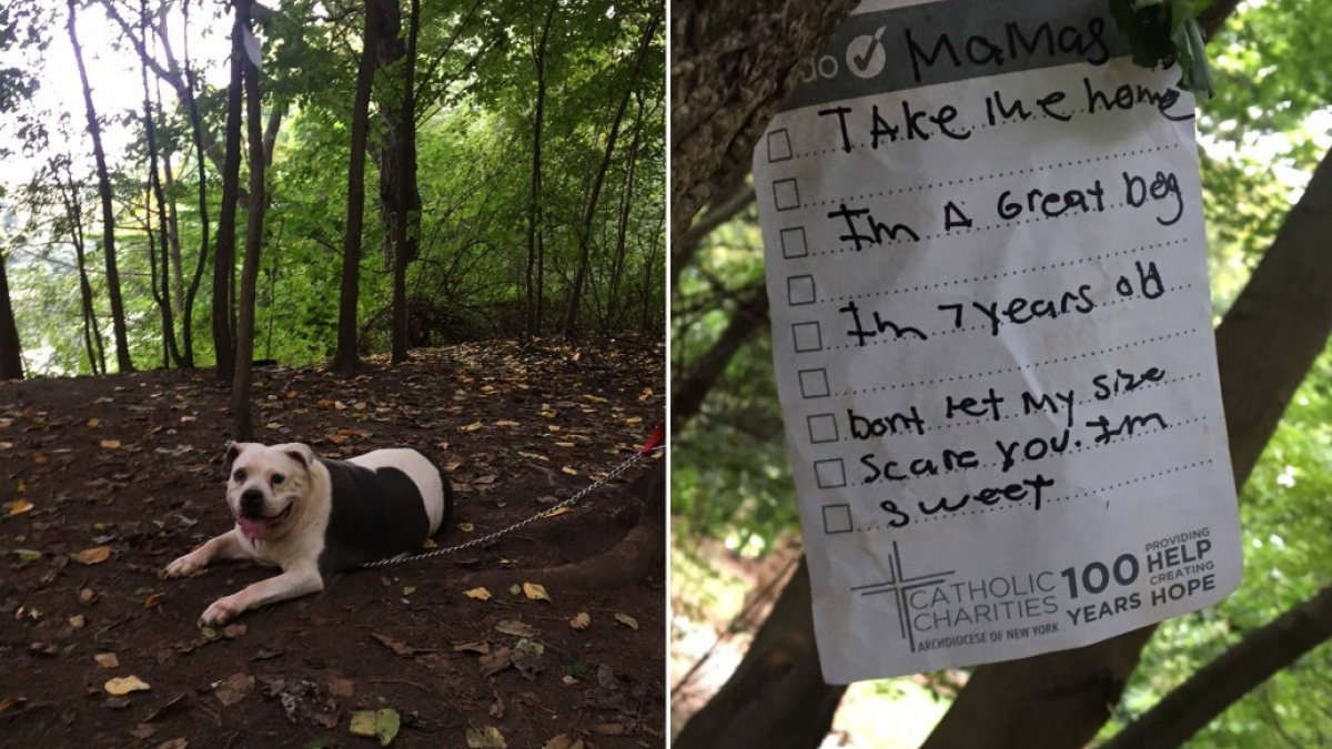 Illustration : "Un homme sauve un chien abandonné dans un parc, une note attachée indiquant 