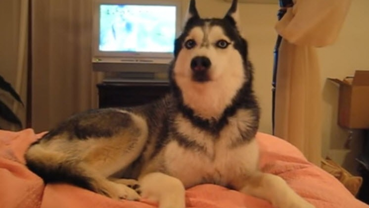 Illustration : "7 chiens de race Husky Sibérien qui ont visiblement beaucoup à dire"