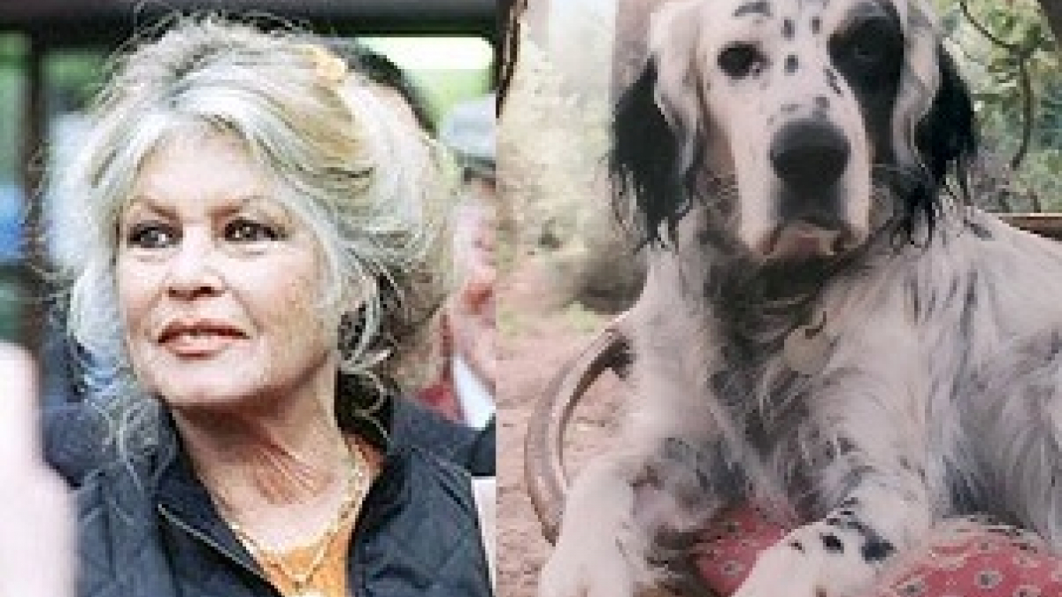 Illustration : "Brigitte Bardot est en deuil : son chien est mort à l'âge de 18 ans"