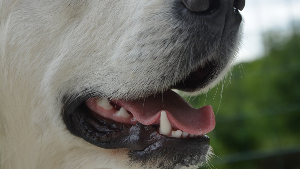 Illustration : "4 signes qui montrent que votre chien souffre peut-être d'une infection buccodentaire"