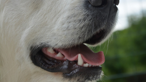 Illustration : 4 signes qui montrent que votre chien souffre peut-être d'une infection buccodentaire