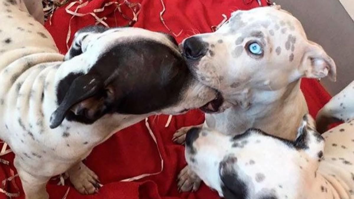 Illustration : "20 snapchats de chiens qui feront monter en flèche votre niveau de bonne humeur"